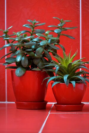 Money tree (crassula) and aloe vera in red flowerpots on red background Green plants in red vases on red tile textured backgroundの写真素材