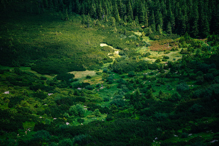 Beautiful landscape in Carpathian mountains, Ukraine Amazing summer view on different trees in cloudy mountains. Blue and grey sky above wooded hills on background. Carpathians, Hoverla, UAの写真素材