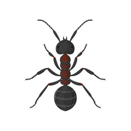 Large worker ant top view. Vector illustration isolated on a white background.のイラスト素材
