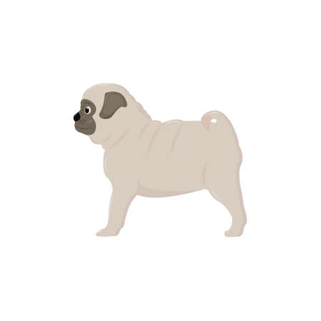 Cute pug puppy stands and looks into the distance. Vector illustration isolated on a white background.のイラスト素材