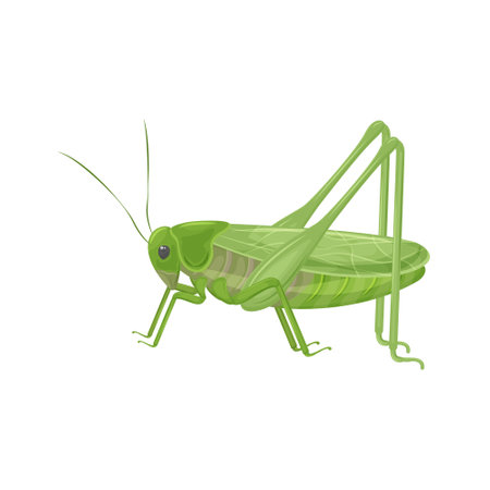 Green grasshopper in realistic style. Green locust, insect. Vector illustration isolated on a white background.のイラスト素材
