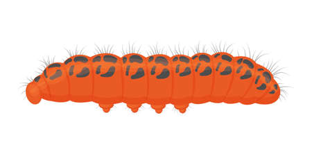 The bright caterpillar is bright orange in color. The insect is an agricultural pest. Vector illustration isolated on a white backgroundのイラスト素材