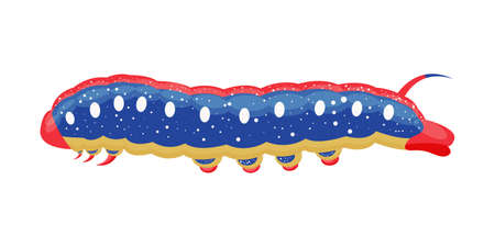 The bright caterpillar is blue, yellow and red. The insect is an agricultural pest. Vector illustration isolated on a white backgroundのイラスト素材