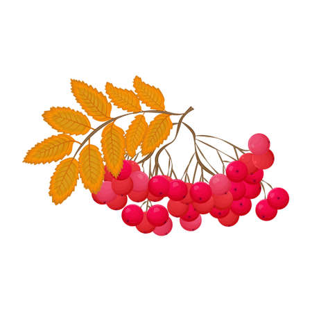 A bright autumn illustration of ripe rowan berries on branch with leaves yellowed from autumn. A favorite delicacy of bullfinches. Autumn symbol is a vector illustration isolated on white backgroundのイラスト素材