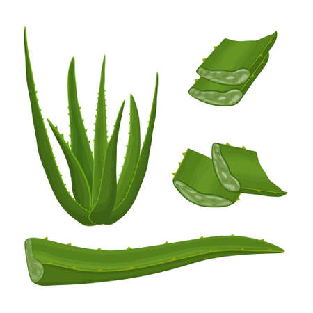 Aloe. Image of the green medicinal plant aloe vera. Aloe leaves in section. Vector illustration isolated on a white background. For the design of labels for packaging of skin care productsのイラスト素材