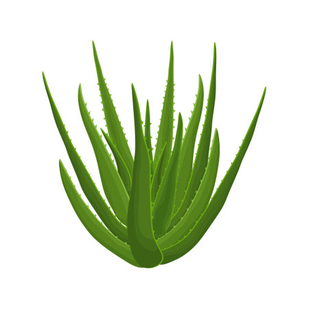 Aloe. Image of a green aloe vera plant. Medicinal plant as a skin care product. Vector illustration of a cartoon flat icon isolated on a white backgroundのイラスト素材