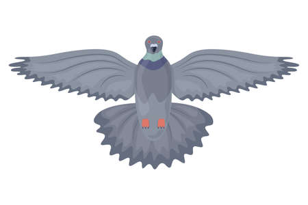 Pigeon. Image of a flying pigeon bottom view. City bird. The pigeon flapped its wings. Vector illustration isolated on a white backgroundのイラスト素材