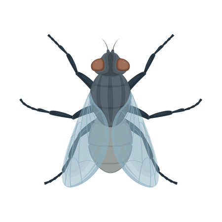 Sinek .Fly insect. Image of a fly top view. A flying insect. Vector illustration isolated on a white background.のイラスト素材