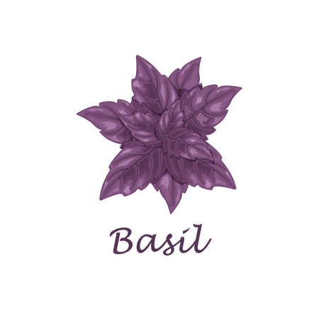 Basil. purple basil leaves. A fragrant plant for seasoning. Vector illustration isolated on a white background.のイラスト素材