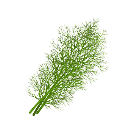 Dill. Image of dill twigs. A spicy plant. Dill for spices. Vector illustration isolated on a white background.のイラスト素材