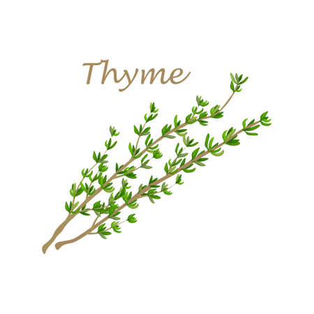 Thyme. Image of thyme twigs with green leaves. A spicy medicinal plant. A plant for seasoning and cooking. Vector illustrationのイラスト素材