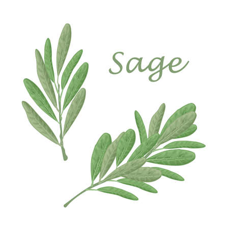 Sage.Green sage leaves. A spicy medicinal herb for seasoning. Vector illustration isolated on a white background.のイラスト素材