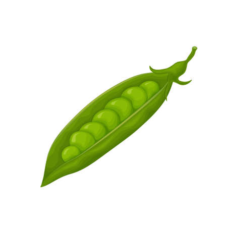 Green peas. Fresh vegetable. Peas from the garden. A ripe pod of green peas. Vector illustration isolated on a white backgroundのイラスト素材