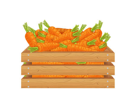 Carrot. Wooden box with carrots. carrots in a wooden box. Fresh vegetables in a box. Vector illustration isolated on a white backgroundのイラスト素材