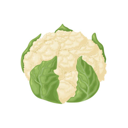 Cauliflower. Image of cauliflower. Fresh ripe cauliflower. Organic products from the garden. Vitamin product, vector illustration isolated on a white backgroundのイラスト素材