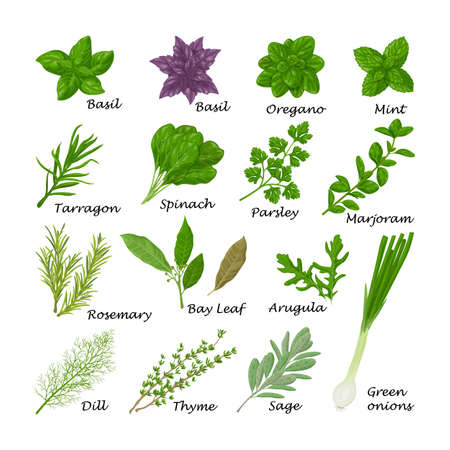 Spicy herbs. A large set of herbs for seasoning. Basil, oregano, mint and spinach and also parsley, marjoram, rosemary and bay leaf. Collection of spicy herbs. Vector illustrationのイラスト素材