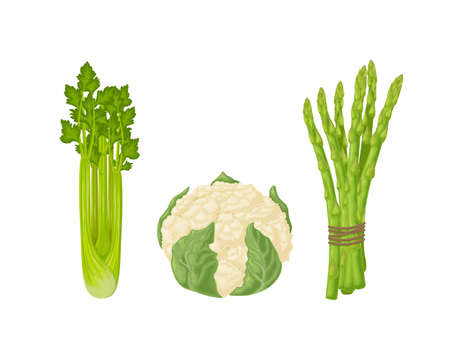 Cauliflower, asparagus and celery. An image of ripe vegetables such as asparagus, celery and cauliflower. Vegetarian organic food. Vector illustration isolated on a white backgroundのイラスト素材