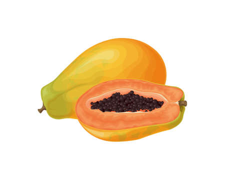 Papaya. Fresh, sweet papaya. Ripe fruit. exotic fruits. Papaya in the cut. Vector illustration isolated on a white background.のイラスト素材