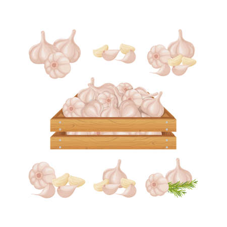 Garlic. Garlic in a wooden box. Wooden box with ripe garlic. Image of garlic heads. Vitamin vegetables from the garden. vector illustration.のイラスト素材