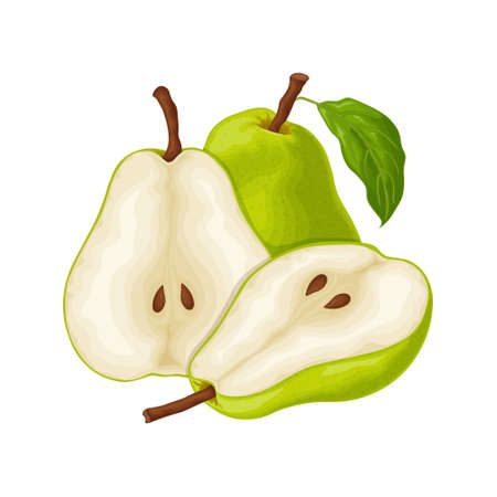 Pear. An image of a ripe green pear. A cut piece of pearl. Sweet fruit from the garden. Vegetarian vitamin product. vector illustration.のイラスト素材