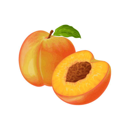 Peach. Image of a peach. Ripe juicy peach with a stone. Peach in the cut. Ripe fruit. Vegetarian vitamin product. vector illustration.のイラスト素材