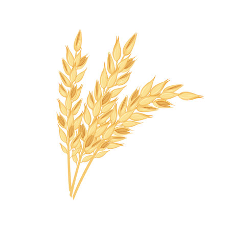 Oats. Three ears of oats. Illustration for food packaging. Cereal plants. Oatmeal. Vector illustration of grain crops isolated on a white backgroundのイラスト素材