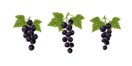 A set of black currants. Three branches with ripe black currant and green leaves. Twigs with ripe currant berries. Vector illustration on a white backgroundのイラスト素材