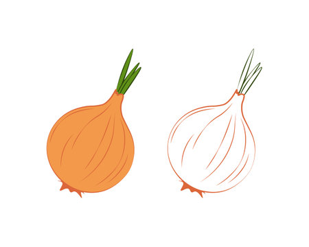 Onion coloring book. Children s coloring book with an image of a bow. A ripe vegetable garden. A vegetarian product. Vector illustrationのイラスト素材
