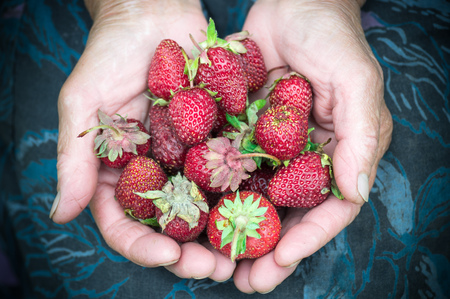 Closeup of old granny hands holding many fresh strawberries. Female adult showing a handful of red berries strawberries. Healhty food fruits diet.の写真素材