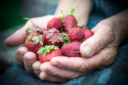 Closeup of old granny hands holding many fresh strawberries. Female adult showing a handful of red berries strawberries. Healhty food fruits diet.の写真素材