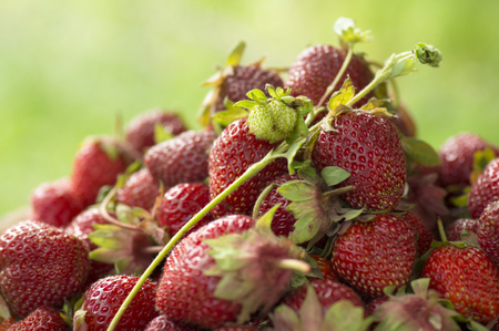 Old ceramic pot full of fresh red strawberries and clay on canvasの写真素材