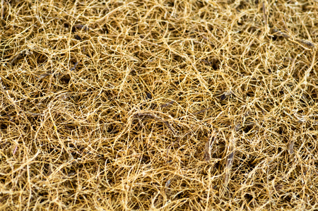 Coconut coir. Grated coconut shell for the production of mattresses. texture, natural background. Coconut coir pressed at the factory. Background of coconut fiber.の写真素材