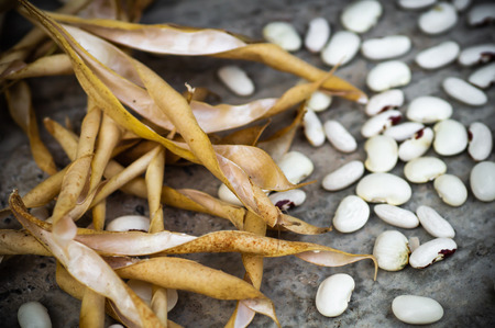 White kidney beans with red spots poursの写真素材