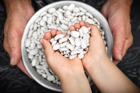 Kidney beans. White kidney beans with red spots in the hands of grandmother and little girl. Clouse-upの写真素材