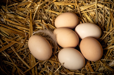Farm scene, group eggs on straw, feathers, Eggs high protein, healthy food, good lifestyle. Happy Easter concept. With copy space, Fresh country eggs with straw. Farm.の写真素材