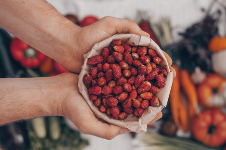 Harvest, Autumn. Panoramic collection of fresh healthy fruits and vegetables. Healthy eating background. Strawberries in the hands of men closeupの写真素材