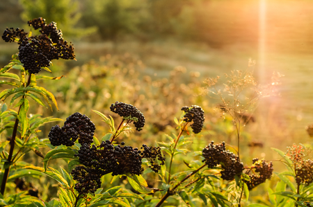 Clusters fruit black elderberry in garden in sun light (Sambucus nigra). Common names: elder, black elder, European elder, European elderberry and European black elderberry.の写真素材