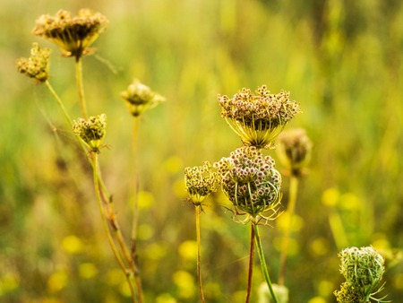 Detail of a thorn in the countryside, Nature vintage outdoor background. Many green wild meadow...