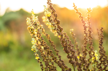 Detail of a thorn in the countryside, Nature vintage outdoor background. Many green wild meadow flowers in sunset. wild dry field plantsの写真素材