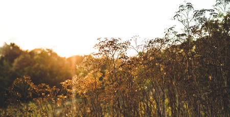 Detail of a thorn in the countryside, Nature vintage outdoor background. Many green wild meadow flowers in sunset. wild dry field plantsの写真素材