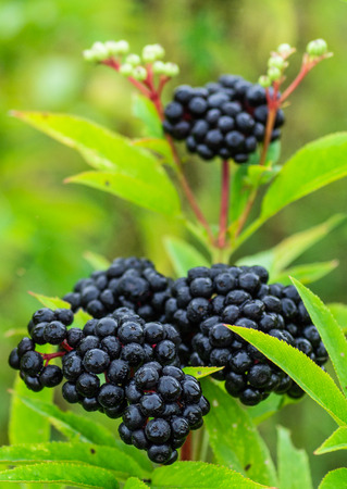 Clusters fruit black elderberry in garden in sun light (Sambucus nigra). Common names: elder, black...