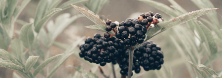 Clusters fruit black elderberry in garden in sun light (Sambucus nigra). Common names: elder, black elder, European elder, European elderberry and European black elderberry.の写真素材