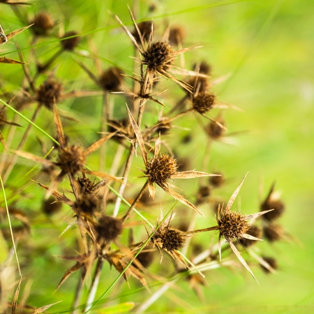 Detail of a thorn in the countryside, Nature vintage outdoor background. Many green wild meadow flowers in sunset. wild dry field plantsの写真素材