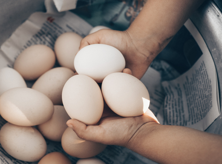 Little girl holding and picking good eggs quality organic and bring to the eye on the farm. The only...