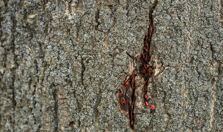 Pyrrhocoris apterus or Bedbugs-soldiers on a tree, red-black bug.  Animals wildlife.の写真素材