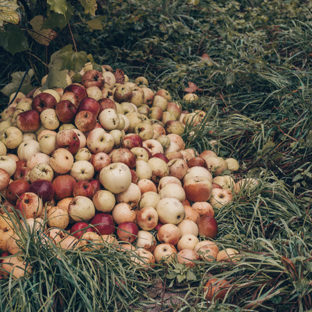 Fall foliage and red apples near the hill.