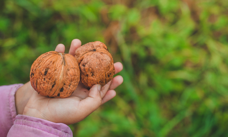 The girl holds walnuts in his hands.の写真素材