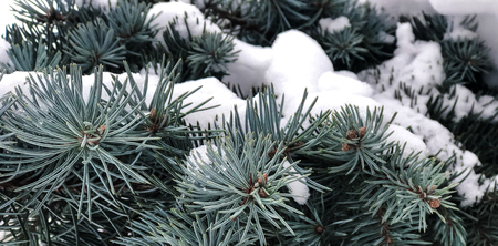 Winter and Christmas Background. Pine branch tree under snow. Fir-tree branches of conifer tree in...