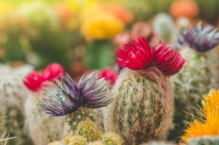 Various colored cacti plants in a greenhouse. Various cacti on the shelf in the store. Decorative...