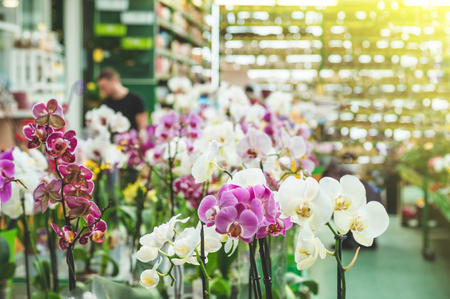 Many colorful orchids in a pot in the store, close up. Botanical garden, flower farming, horticultural industry conceptの写真素材